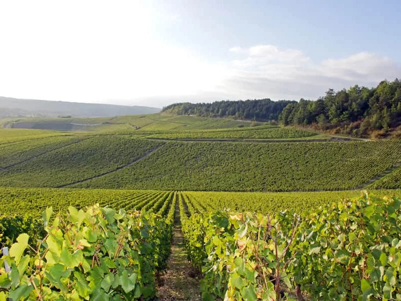 Experience Chablis: Things to Do in Town and Beyond