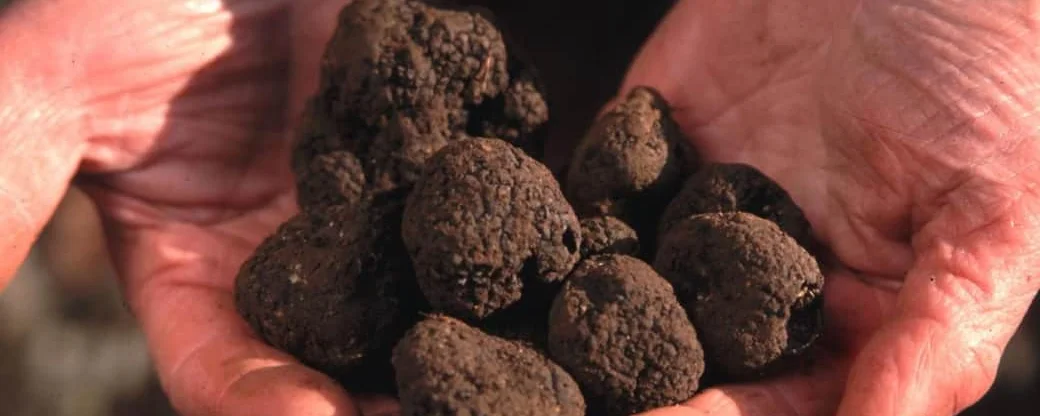 The Truffle Festival in Noyers-sur-Serein. Each November, the medieval village of Noyers-sur-Serein fills with the earthy perfume of Burgundy truffles, robed br...